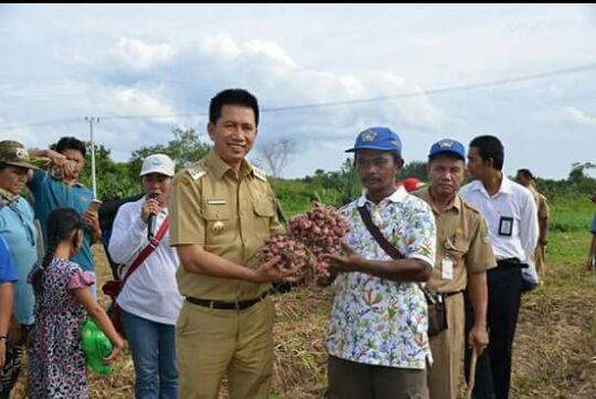  Bupati Panen Bawang Di Desa Beringin Raya Dan Datai Nurui