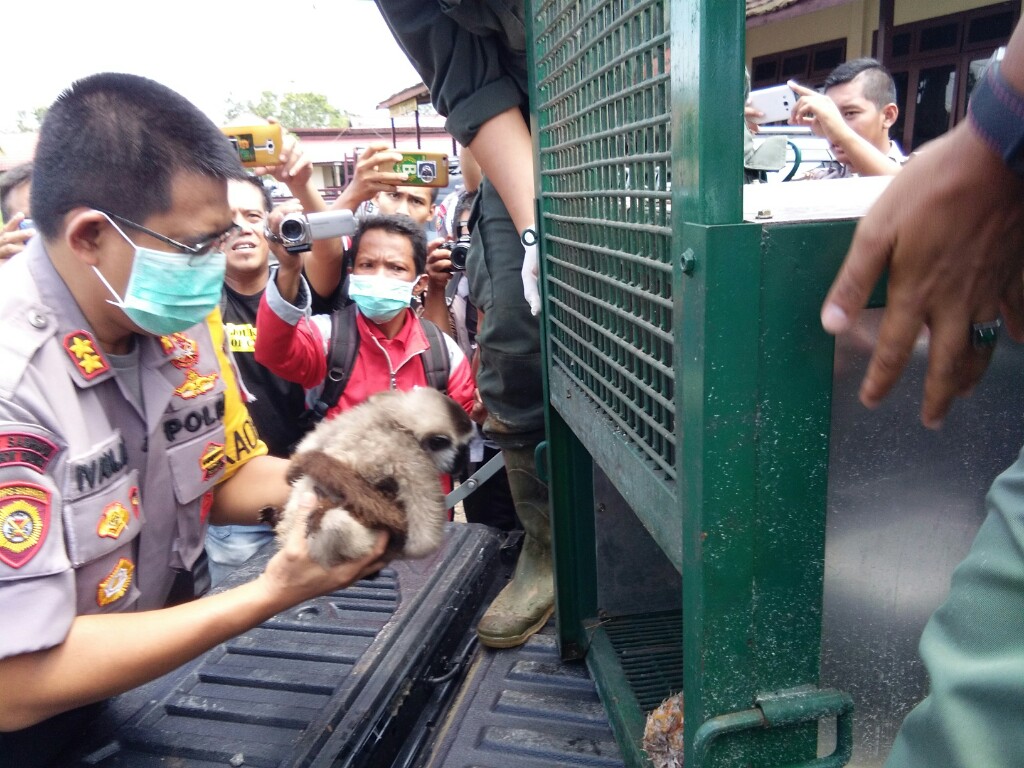  Polres Katingan Serahkan Empat Satwa Liar ke BKSDA Kalteng