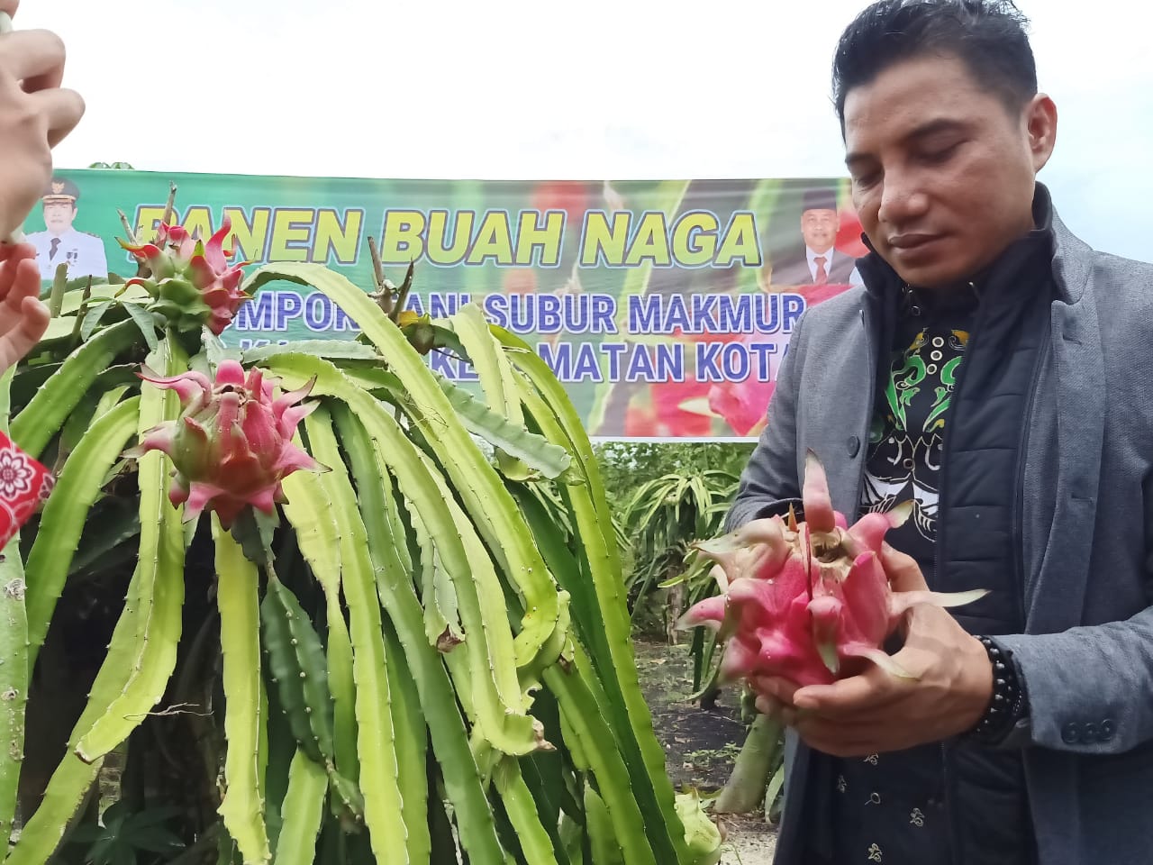Kecamatan Kotabesi Siap Ekspor Buah Naga Berkualitas