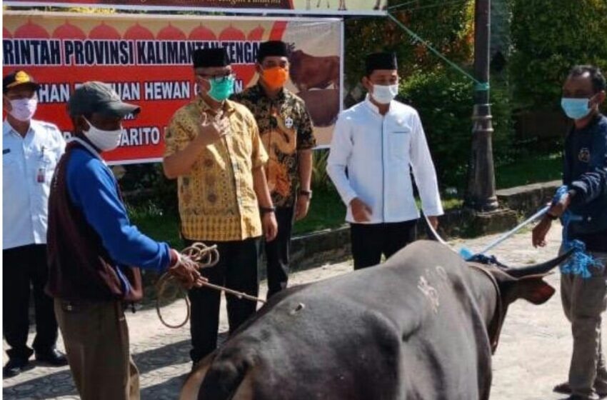  Pemerintahan Kabupaten/Kota Sudah Menerima Bantuan Sapi dari Pemprovinsi Kalteng