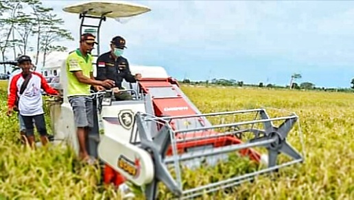  Panen Raya Padi Hibrida Desa Gadabung, Sekda Kalteng Mencoba Mesin Combine Harvester