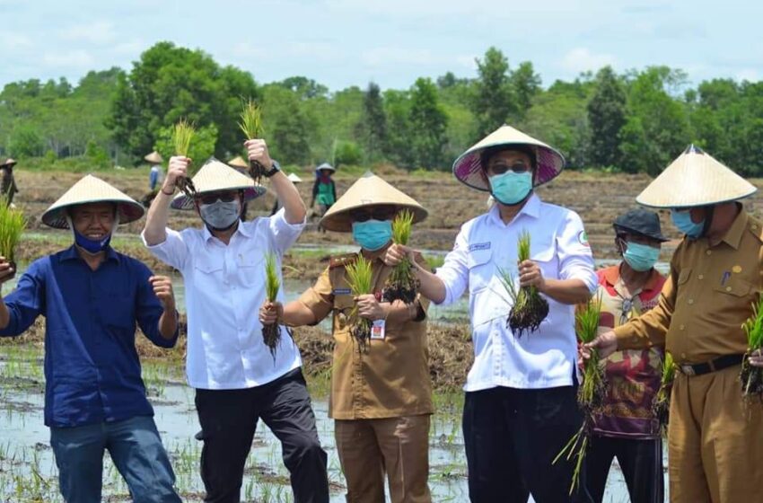  Pemprov Kalteng Dampingi BRG RI Lakukan Peninjauan dan Penanaman Padi di Desa Talio