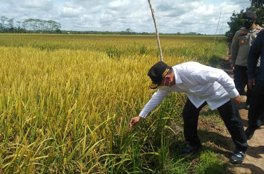  Sugianto Sabran Tinjau Langsung Pertanian di Kawasan Food Estate