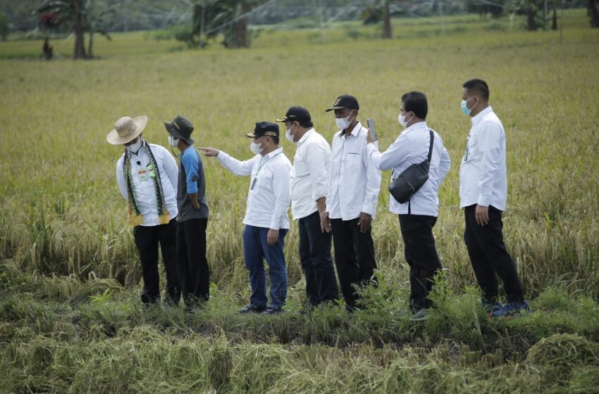  Sawah ‘Food Estate’ Sudah Panen Seluas 2.875 Hektare