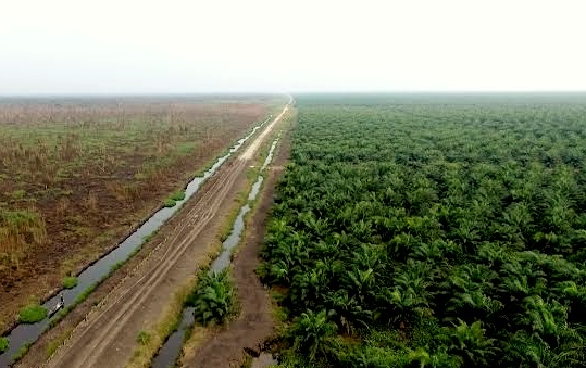  Kalteng dapat Alokasi Lima Belas Ribu Hektar, Dewan Provinsi Dorong Pemda Sosialisasikan Program Sawit Rakyat