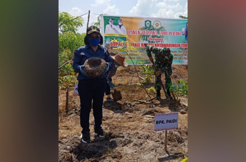  DPRD Kotim Dukung Pertanian Porang