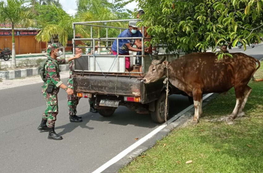  Sempat Hebohkan Pengendara di Jalan Yos Sudarso, Anggota Kodim Bantu Tangkap Sapi Kurban Lepas