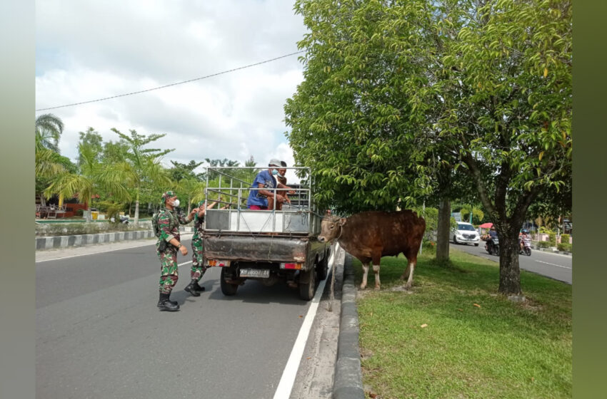  Menolak Disembelih, Sapi Kurban Pilih Jalan-Jalan
