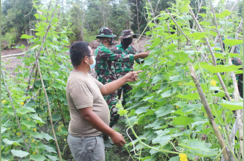  Anggota Satgas TMMD Bantu Warga Panen Timun