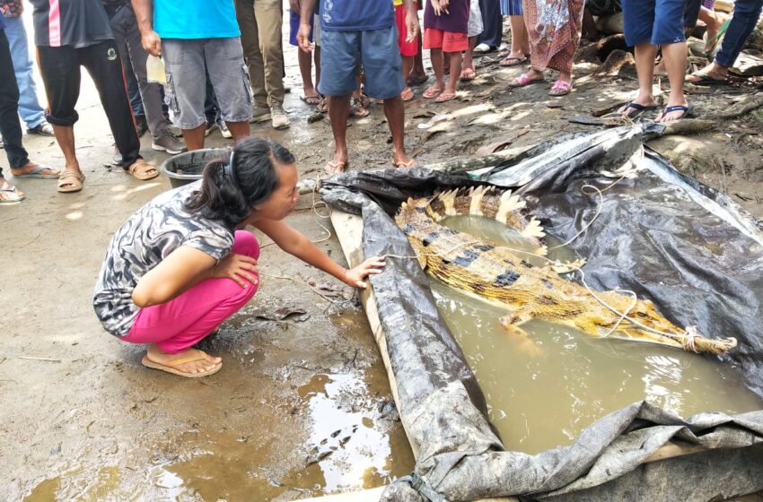  Nelayan Temukan Buaya Kuning, Warga Luwuk Kiri Kesurupan