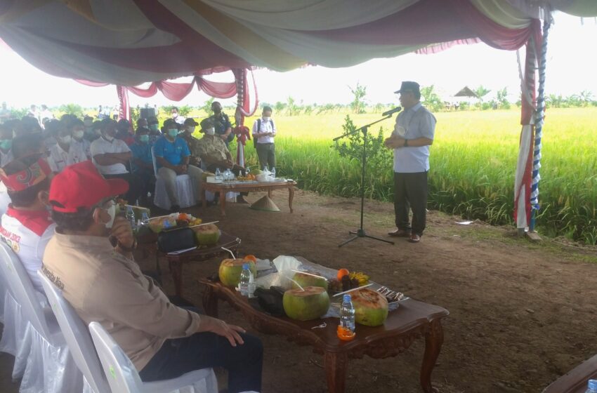  Rombongan PTN dan PTS KKN Kebangsaan Tinjau Lokasi Food Estate Desa Belanti Siam